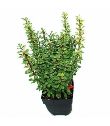 Berberis
