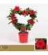Mandevilla