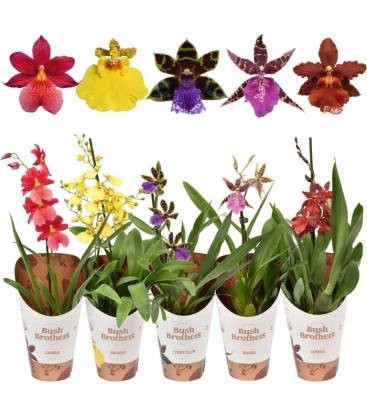 Orchids