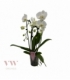 Phalaenopsis