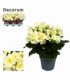 Begonia