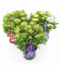 Hydrangea