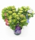 Hydrangea