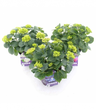 Hydrangea