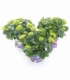 Hydrangea