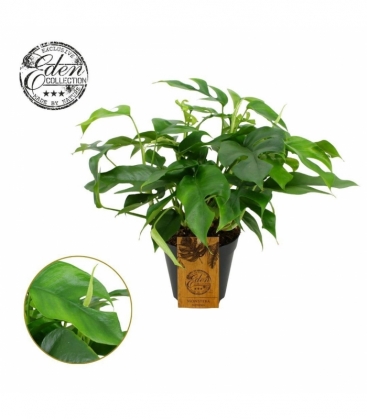 Monstera