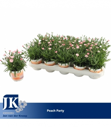 Dianthus
