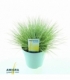 Festuca