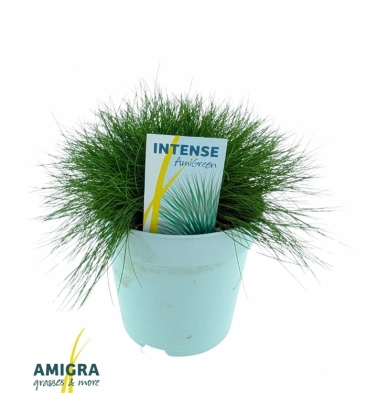 Festuca