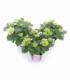 Hydrangea