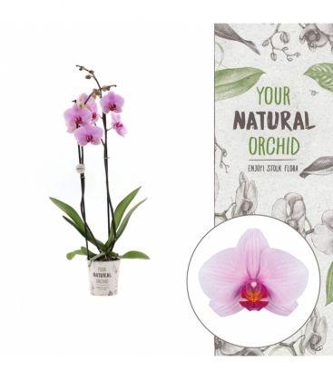 Phalaenopsis