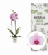 Phalaenopsis