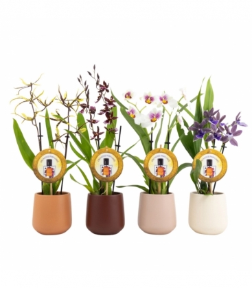 Orchids