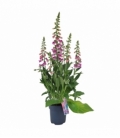 Digitalis