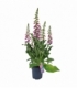 Digitalis