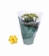 Kalanchoe