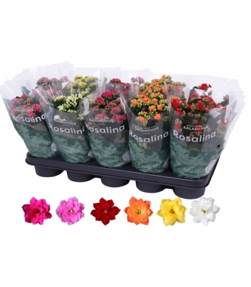 Kalanchoe