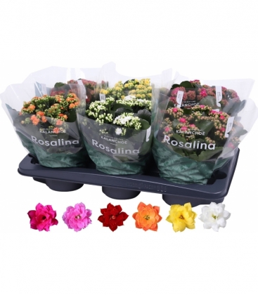 Kalanchoe