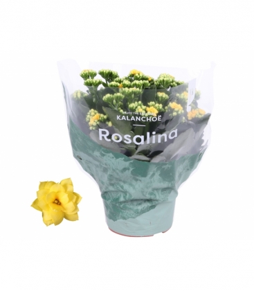 Kalanchoe