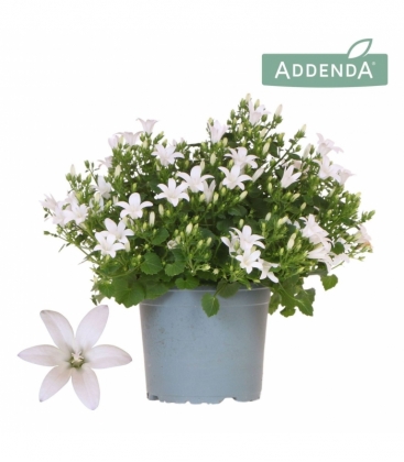 Campanula
