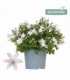Campanula