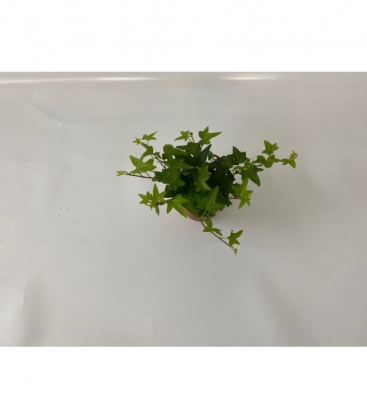 Hedera