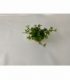 Hedera