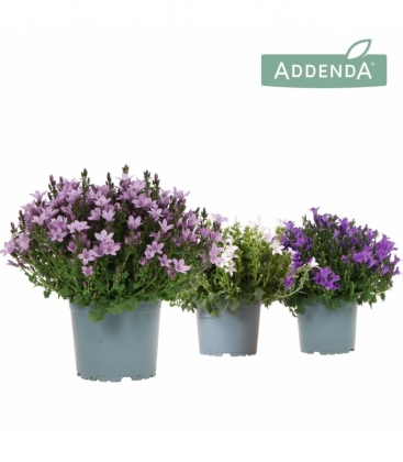 Campanula