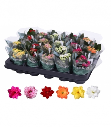 Kalanchoe