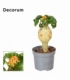 Jatropha
