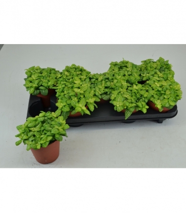Fittonia