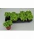 Fittonia