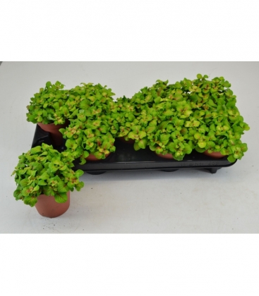 Fittonia