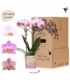 Phalaenopsis