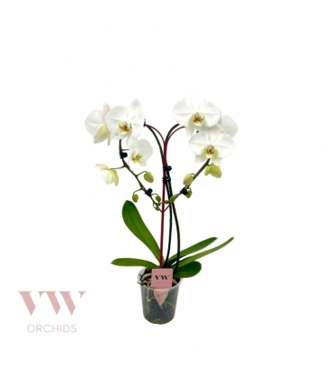 Phalaenopsis