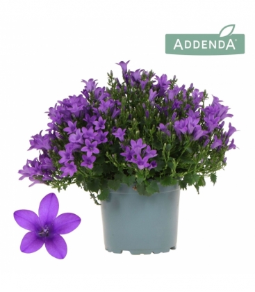 Campanula