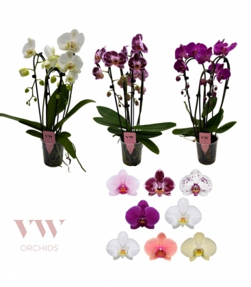 Phalaenopsis