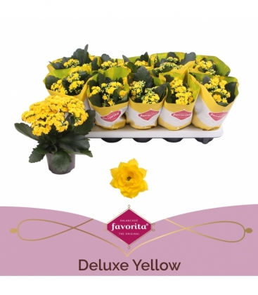 Kalanchoe