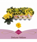 Kalanchoe
