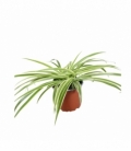 Chlorophytum