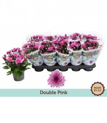 Chrysanthemum