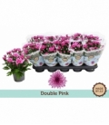 Chrysanthemum