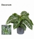 Aphelandra