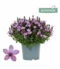 Campanula