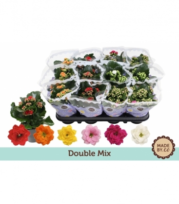 Kalanchoe