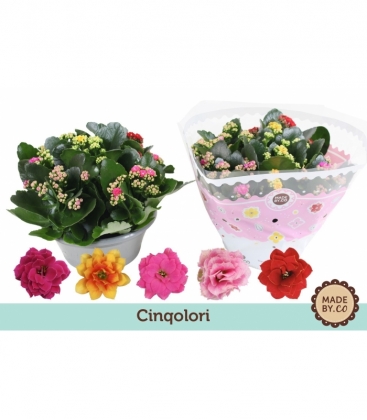 Kalanchoe