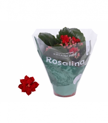 Kalanchoe