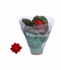 Kalanchoe