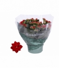 Kalanchoe