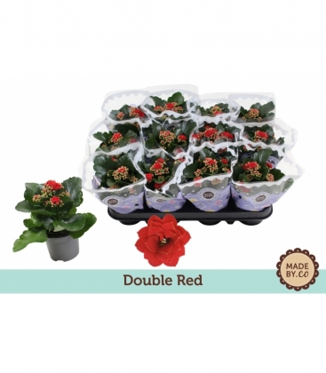 Kalanchoe
